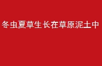 Ĳڲԭ
